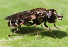 Eumerus