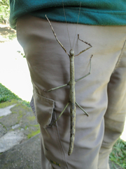 Cladomorphus phyllinus