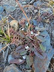 Eriogonum
