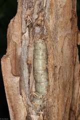 Madoryx oiclus