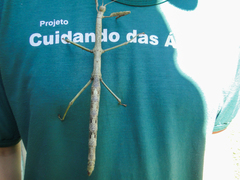 Cladomorphus phyllinus