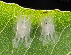 Paraleucoptera albella