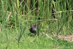Rallidae