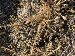 Racomitrium elongatum