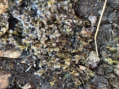 Racomitrium elongatum