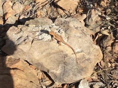 Ctenophorus decresii