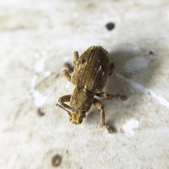 Eudiagogini