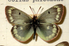 Colias phicomone