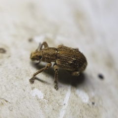 Eudiagogini