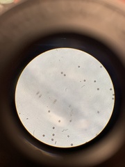 Strobilomyces confusus