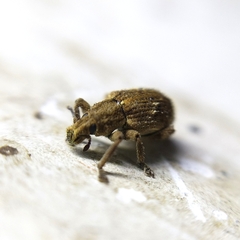 Eudiagogini