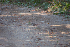 Melospiza melodia image