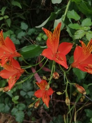 Alstroemeria ligtu