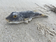 Sphoeroides testudineus