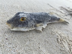 Sphoeroides testudineus