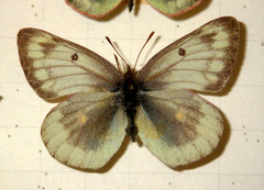 Colias phicomone