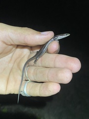Marisora lineola