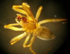 Centromerita bicolor