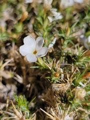 Linanthus