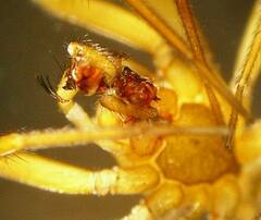 Centromerita bicolor