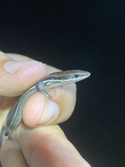 Marisora lineola