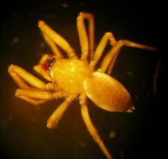 Centromerita bicolor