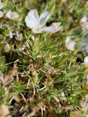 Linanthus