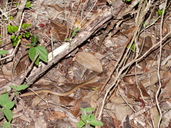 Coniophanes schmidti