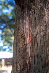 Juniperus virginiana virginiana