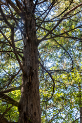 Juniperus virginiana virginiana
