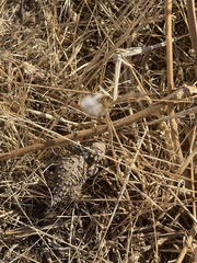 Phrynosoma blainvillii