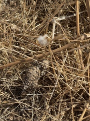 Phrynosoma blainvillii