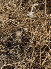 Phrynosoma blainvillii