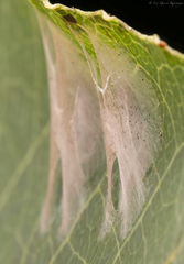 Paraleucoptera albella