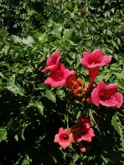 Campsis