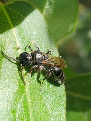 Tiphiidae