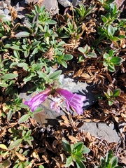 Penstemon newberryi