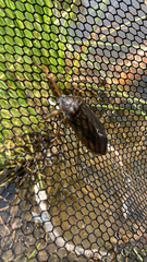 Lethocerus americanus