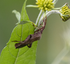 Piezogaster calcarator