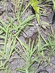 Lithobates brownorum