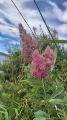 Spiraea douglasii