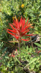 Castilleja miniata