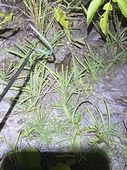 Lithobates brownorum