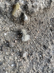 Dasymutilla sackenii