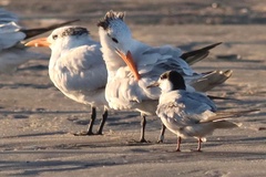 Sterna hirundo