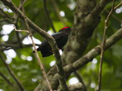 Chiroxiphia lanceolata