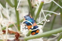 Castiarina grata