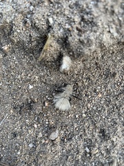 Dasymutilla sackenii