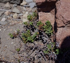 Penstemon davidsonii davidsonii