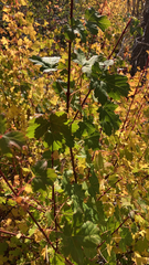 Acer glabrum